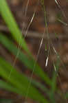 Blackseed speargrass